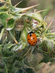 Coccinella septempunctata