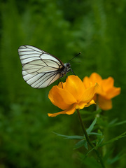 Trollius asiaticus