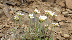 Draba borealis