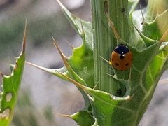 Coccinella septempunctata