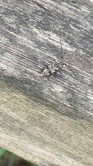 Leiopus femoratus