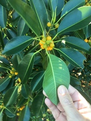 Ficus obliqua