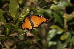 Danaus chrysippus dorippus