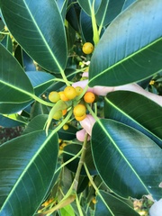 Ficus obliqua