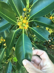 Ficus obliqua