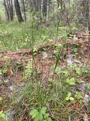 Eriophorum viridicarinatum