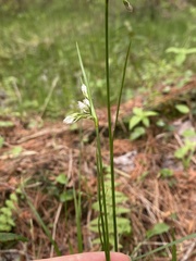 Eriophorum viridicarinatum