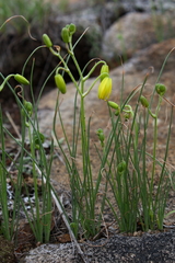 Albuca shawii
