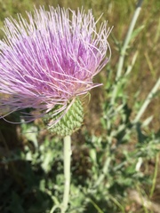 Cirsium texanum