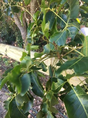 Pleiogynium timoriense