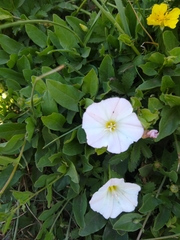 Convolvulus arvensis