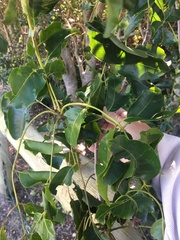 Pleiogynium timoriense