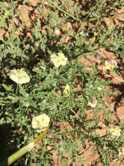 Chamaesaracha coniodes