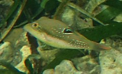 Canthigaster bennetti