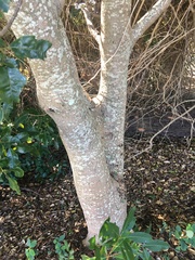 Pleiogynium timoriense