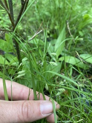 Carex magellanica