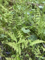 Cystopteris bulbifera