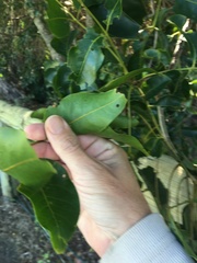 Pleiogynium timoriense