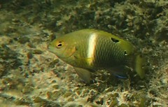 Chrysiptera biocellata