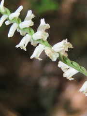 Spiranthes praecox