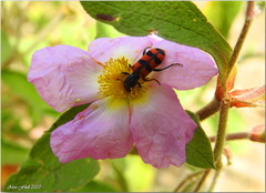 Trichodes leucopsideus
