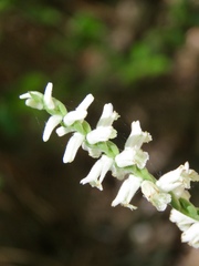 Spiranthes praecox