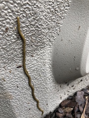 Diversibipalium multilineatum