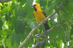 Icterus gularis
