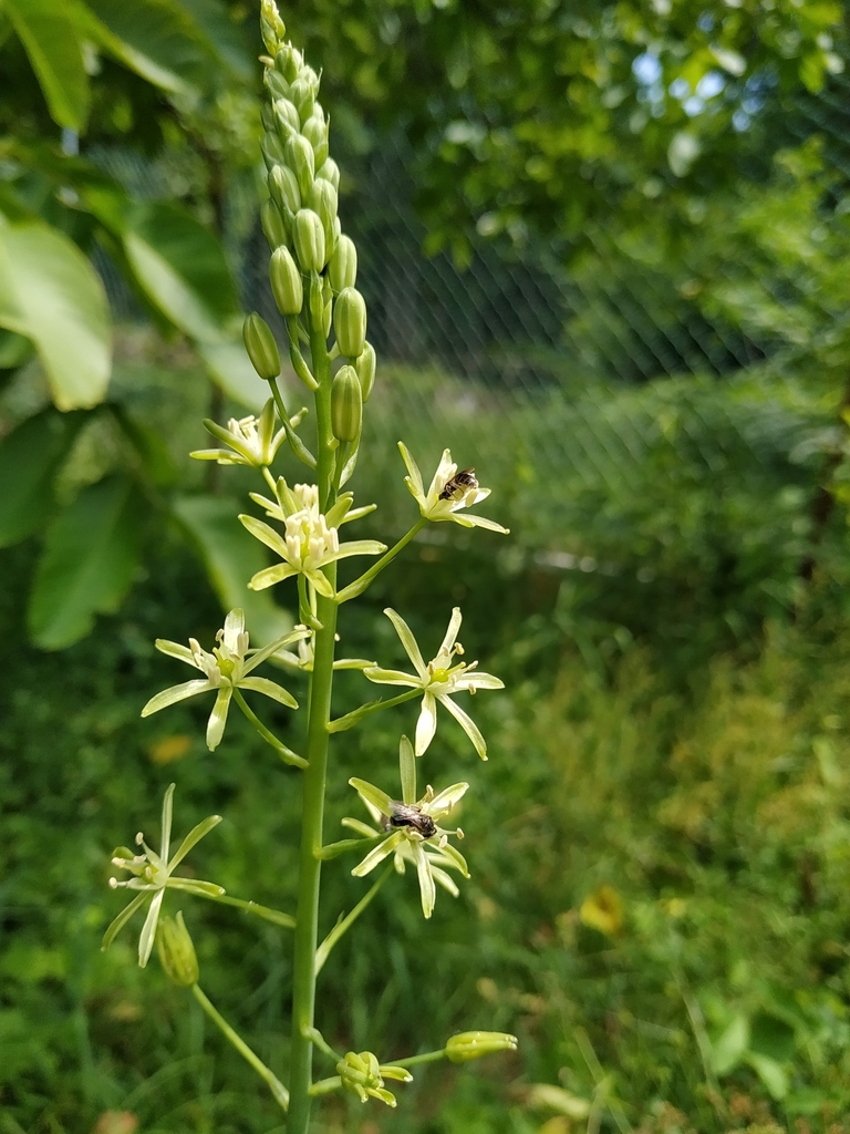 Ornithogalum