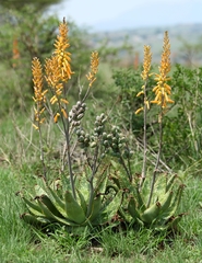 Aloe vanrooyenii