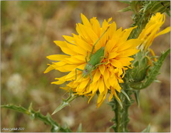Bradyporinae