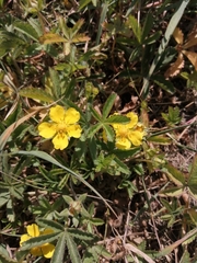 Potentilla reptans