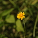 Emilia discifolia - Photo (c) ninian, algunos derechos reservados (CC BY-NC)