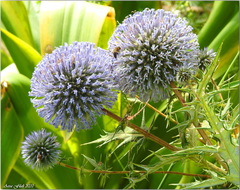 Echinops bovei