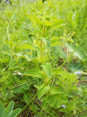 Hypericum maculatum