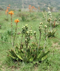 Aloe vanrooyenii