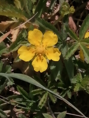 Potentilla reptans