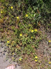 Potentilla reptans