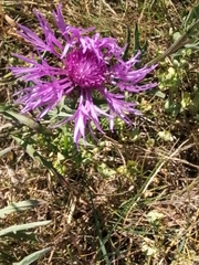 Centaurea