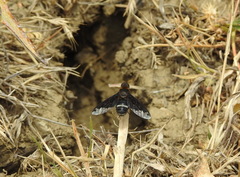 Hemipenthes velutina