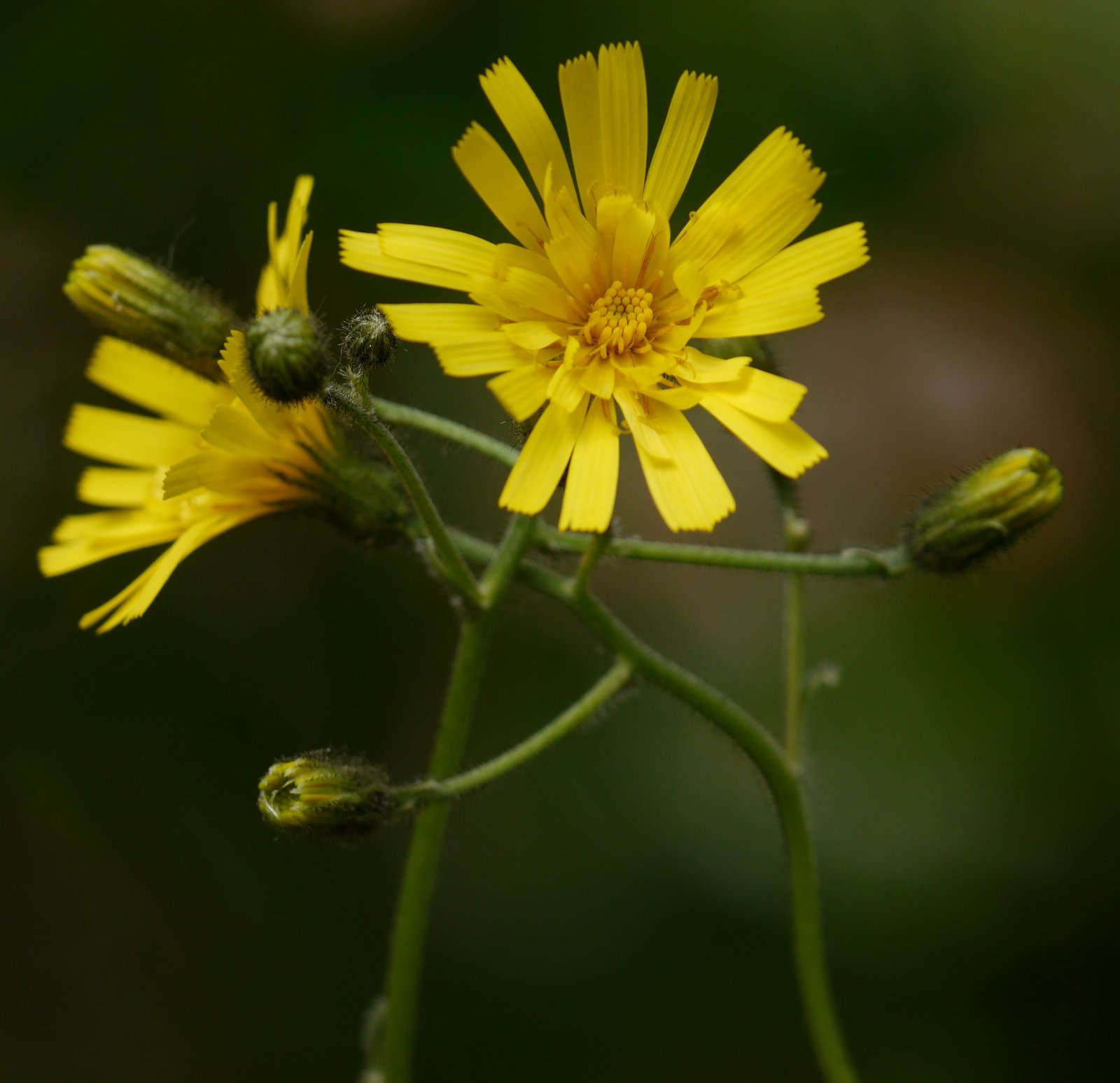 Hieracium maculatum