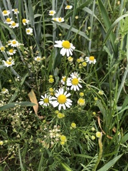 Matricaria