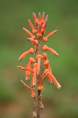 Aloe vanrooyenii
