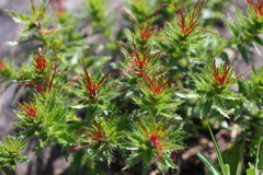 Acalypha glandulifolia
