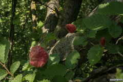 Eriosoma lanuginosum