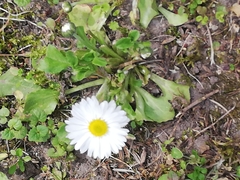 Bellis perennis