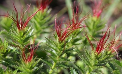 Acalypha glandulifolia