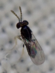 Eulophidae