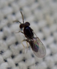 Eulophidae