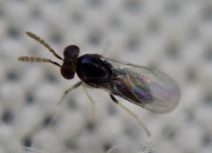 Eulophidae